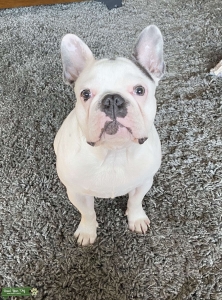 Stud dog Listing Image