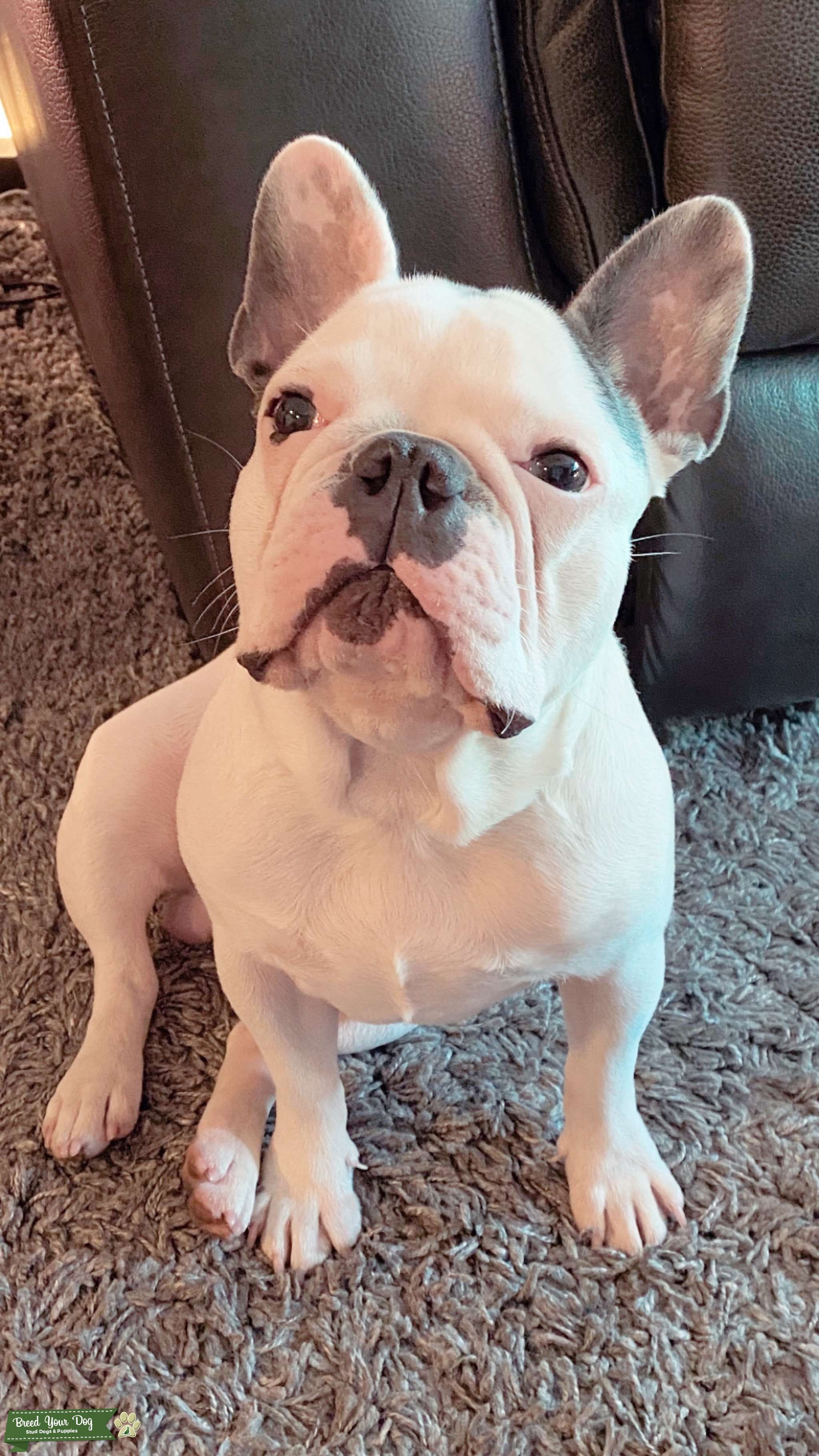 Stud dog Stud Dog in New York , the United States Breed Your Dog