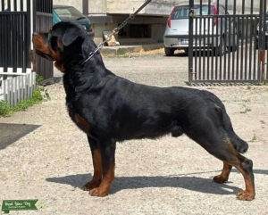 Lex VH Eldestein’s son open for stud Listing Image