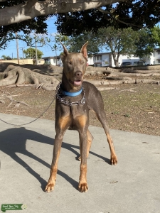 European/American Doberman Listing Image