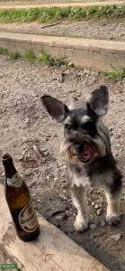 Mini schnauzer Beauty looking for boyfriend  Listing Image