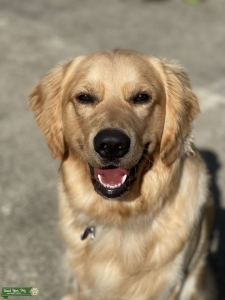 Golden Retriever  Listing Image