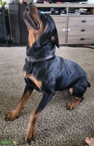 Year old AKC Stud Listing Image
