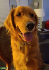 Female Golden Retriever looking for love! Listing Image