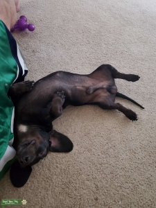 BLACK MINI MALE DACHSHUND Listing Image