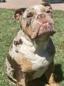 Handsome English Bull Dog  Listing Image