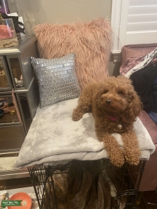 Red toy poodle Listing Image