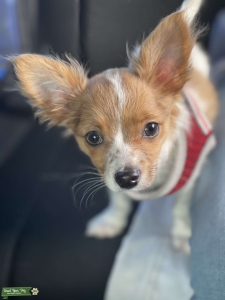 Male Chihuahua looking to breed  Listing Image
