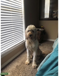 2 year old F1 Goldendoodle  Listing Image