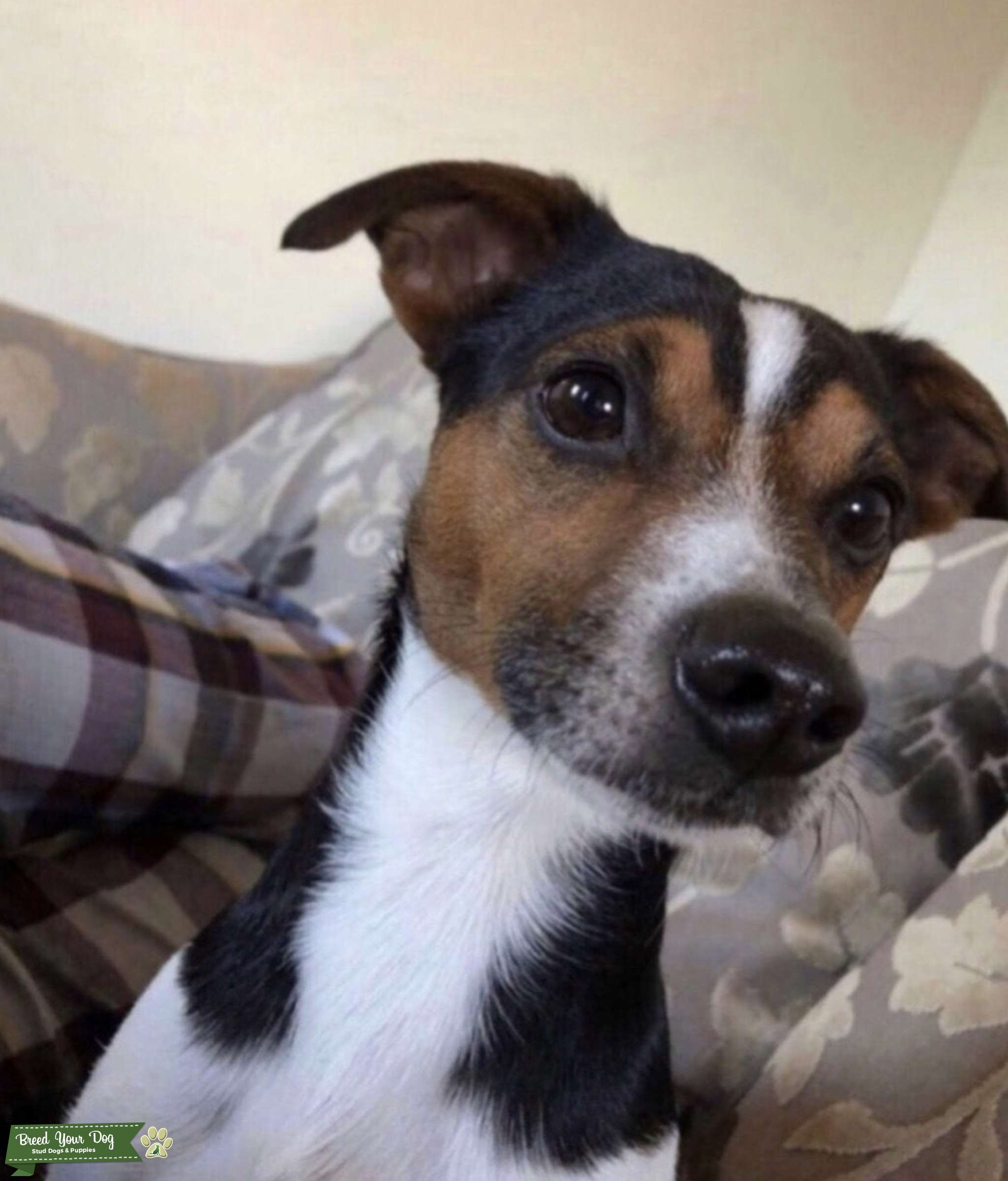 JACK RUSSELL MALE STUD Stud Dog in cumbernauld Scotland , the United