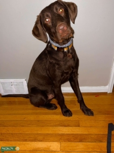Chocolate Labradoodle  Listing Image