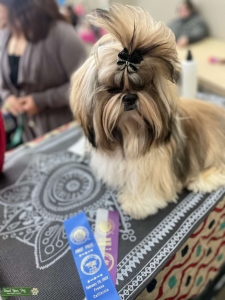 Shihtzu Listing Image