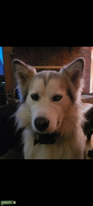 Alaskan Malamute/Husky Listing Image