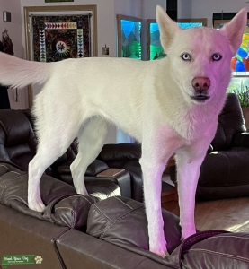 Kiki the White Siberian Husky  Listing Image