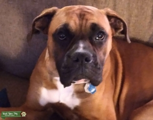 A Beautiful Boxer Listing Image
