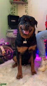 Purebred Rottweiler Stud Prowling For a Bitch Listing Image
