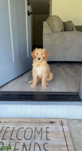 Looking for female goldendoodle Listing Image