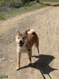 Sweet Female Shiba Inu Seeks Boyfriend Listing Image