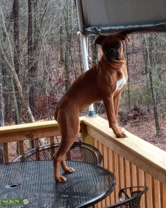 Ckc registered Boxer in Heat Listing Image