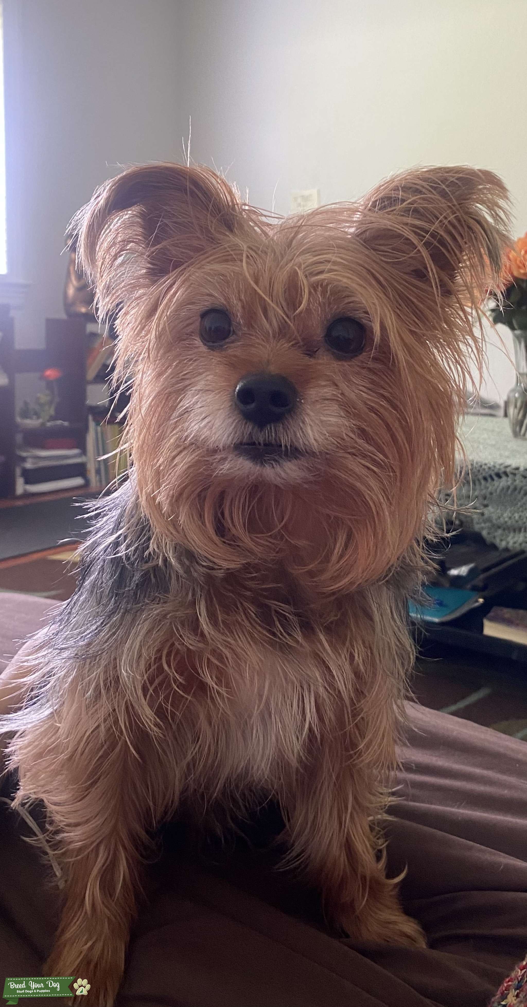 Toy Yorkie 6lbs Stud Dog in Florida , the United States Breed Your Dog