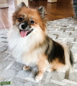 Pomeranian stud available Listing Image