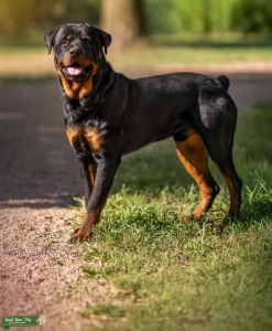 Rottweiler Stud Listing Image