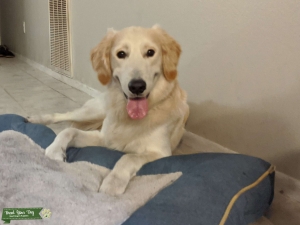 2 Year Golden Retriever Needs Girlfriend Listing Image
