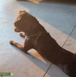Register Choc. Lab Listing Image