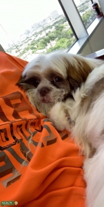 Male Shihtzu stud  Listing Image