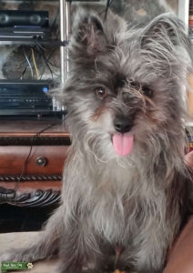 Merle Pomorkiepoo Listing Image