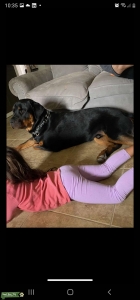 Majestic Rottweiler  Listing Image