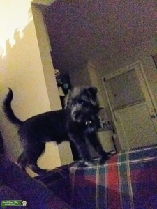 Looking to mate my female dog Listing Image