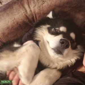 Husky Stud Listing Image