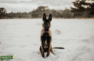 Belgian Malinois  Listing Image