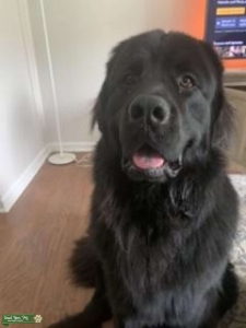 Looking to Breed Stud Listing Image