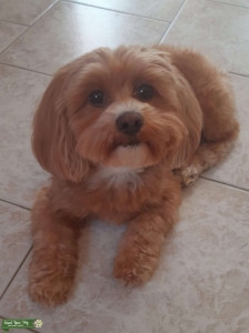 Looking for a Shih-Poo/ Shih-Tsu Stud Listing Image