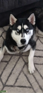 Siberian Husky Listing Image