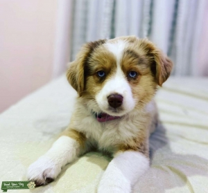 Red merle mini female looking for a mate. Listing Image