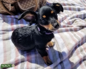 Tri-color Cutie Looking for a Stud Listing Image