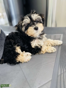 Maltipoo Listing Image