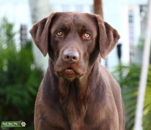 CHOCOLATE LAB FOR STUD Listing Image