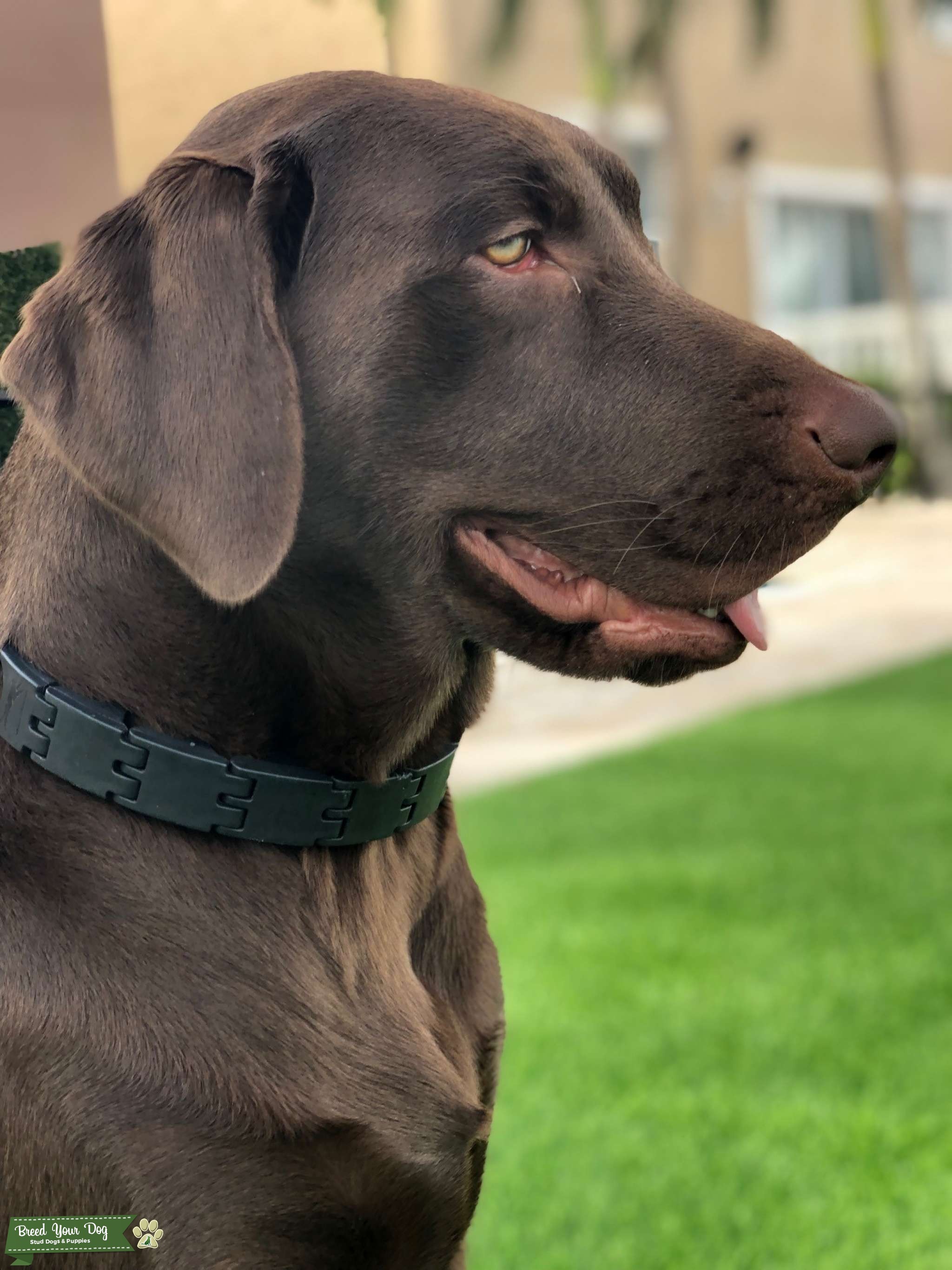 CHOCOLATE LAB FOR STUD Stud Dog in Florida, the United States Breed