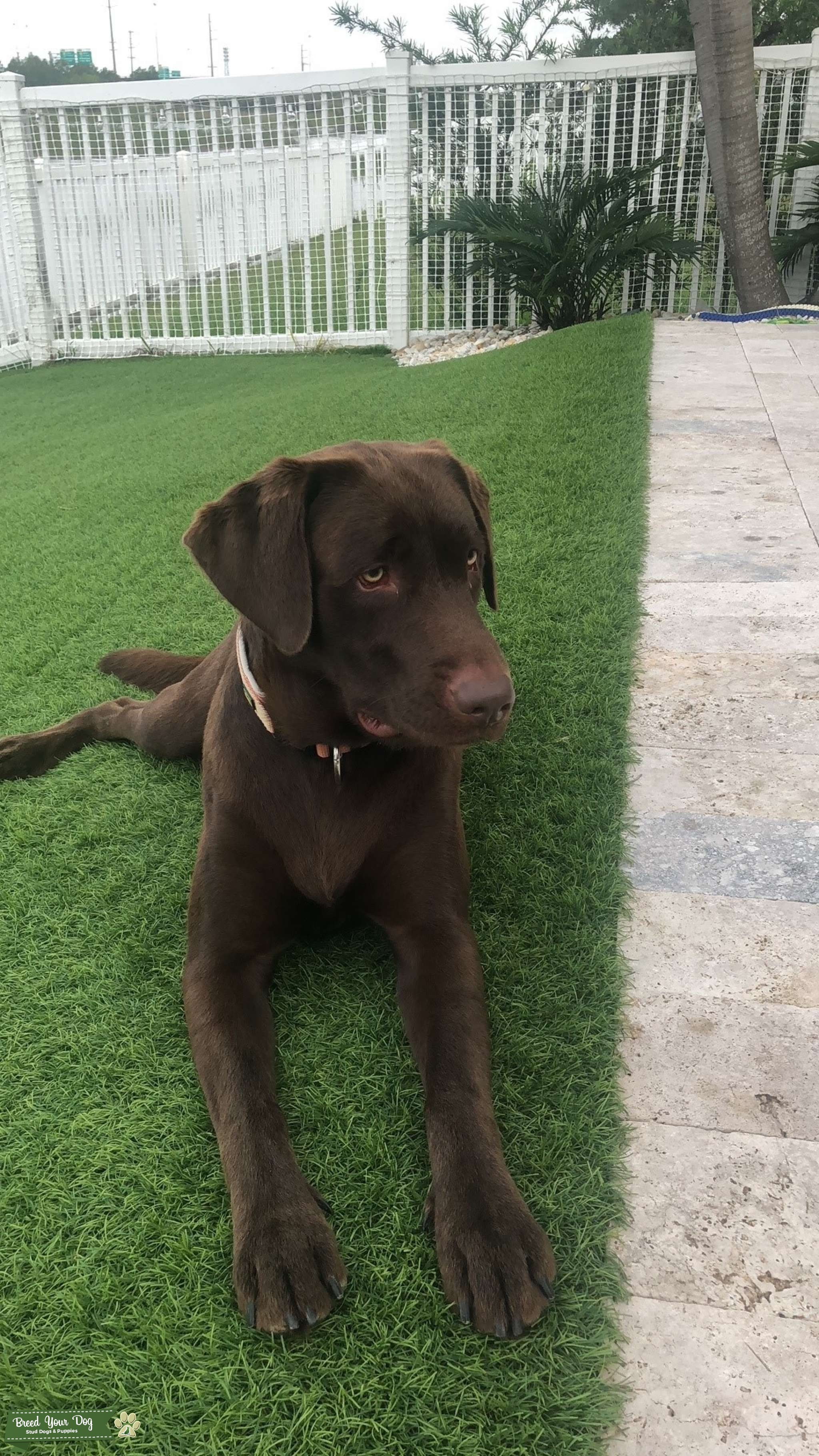 CHOCOLATE LAB FOR STUD Stud Dog in Florida, the United States Breed