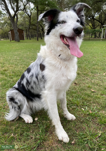 Blue Merle Female ABCA  Listing Image