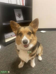 Pembroke Welsh Corgi Female Listing Image