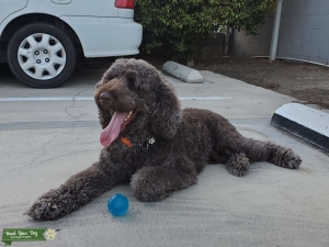 Chocolate Labordoodle Listing Image