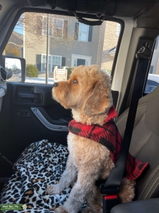 F1B Cavapoo STUD Listing Image
