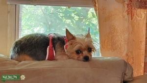 Yorkie Yorkshire seeking stud for first litter Listing Image