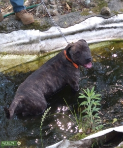 American bully Listing Image