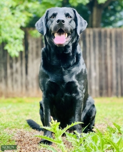 Pure Bred Black Lab Listing Image